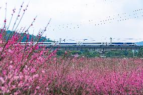 Blooming Plum Blossoms in Chongqing