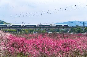 Blooming Plum Blossoms in Chongqing
