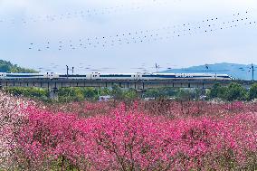 Blooming Plum Blossoms in Chongqing
