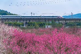 Blooming Plum Blossoms in Chongqing