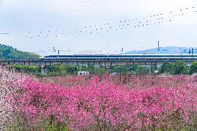 Blooming Plum Blossoms in Chongqing