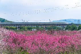 Blooming Plum Blossoms in Chongqing