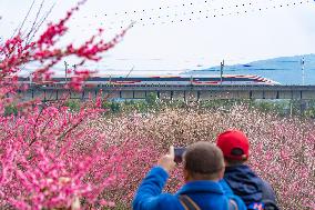 Blooming Plum Blossoms in Chongqing