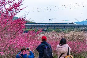 Blooming Plum Blossoms in Chongqing