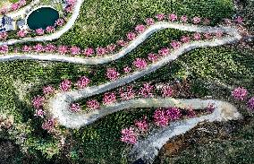 Tea Plantation in Yichang