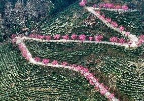Tea Plantation in Yichang