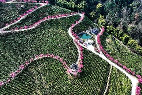 Tea Plantation in Yichang