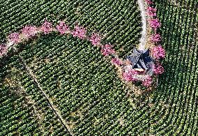 Tea Plantation in Yichang
