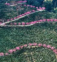 Tea Plantation in Yichang