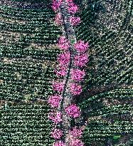 Tea Plantation in Yichang