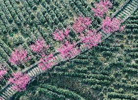 Tea Plantation in Yichang