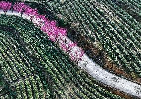 Tea Plantation in Yichang