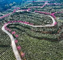 Tea Plantation in Yichang