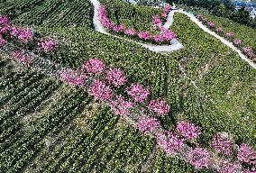 Tea Plantation in Yichang