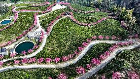 Tea Plantation in Yichang