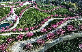 Tea Plantation in Yichang