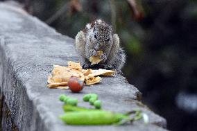 India Animal Squirrel