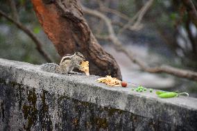 India Animal Squirrel