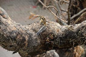 India Animal Squirrel