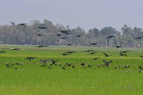 India Wildlife