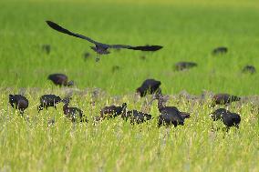 India Wildlife