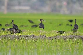 India Wildlife