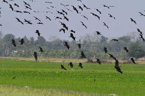 India Wildlife