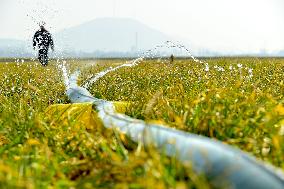 Wheat Irrigate in Zaozhuang