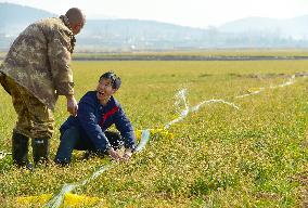 Wheat Irrigate in Zaozhuang