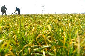 Wheat Irrigate in Zaozhuang
