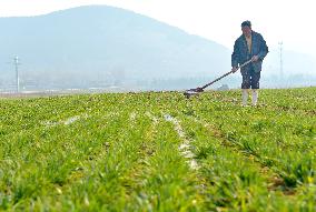 Wheat Irrigate in Zaozhuang