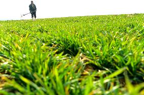 Wheat Irrigate in Zaozhuang