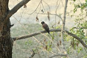 India-Squirrel-BIrd