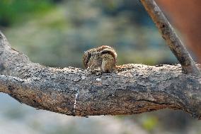 India-Squirrel-BIrd