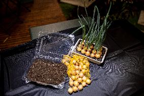 Growing onions