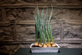 Growing onions