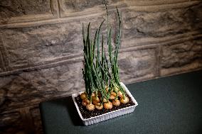 Growing onions