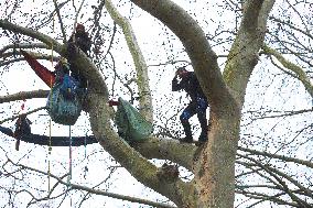 A69 Highway: 'Ecureuils' Occupy Trees In Front Of The Administrative Court Of Toulouse