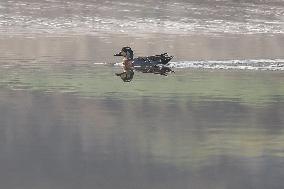 Baikal Teal (Sibirionetta Formosa), Was Spotted In Kathmandu Valley At Naagdaha After Two Decades In Nepal