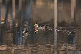 Baikal Teal (Sibirionetta Formosa), Was Spotted In Kathmandu Valley At Naagdaha After Two Decades In Nepal