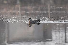 Baikal Teal (Sibirionetta Formosa), Was Spotted In Kathmandu Valley At Naagdaha After Two Decades In Nepal