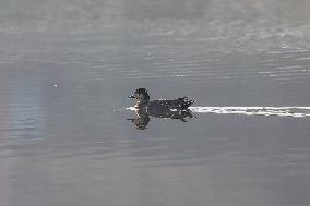 Baikal Teal (Sibirionetta Formosa), Was Spotted In Kathmandu Valley At Naagdaha After Two Decades In Nepal