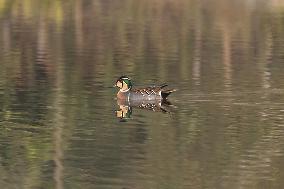 Baikal Teal (Sibirionetta Formosa), Was Spotted In Kathmandu Valley At Naagdaha After Two Decades In Nepal