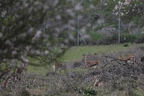 Wildlife In Jerusalem