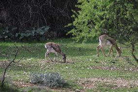 Wildlife In Jerusalem