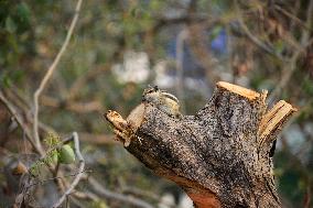 India Squirrel
