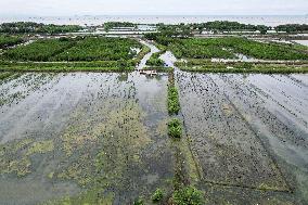 Mangrove Forest Restoration - Indonesia