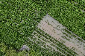 Mangrove Forest Restoration - Indonesia