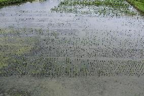 Mangrove Forest Restoration - Indonesia