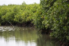 Mangrove Forest Restoration - Indonesia